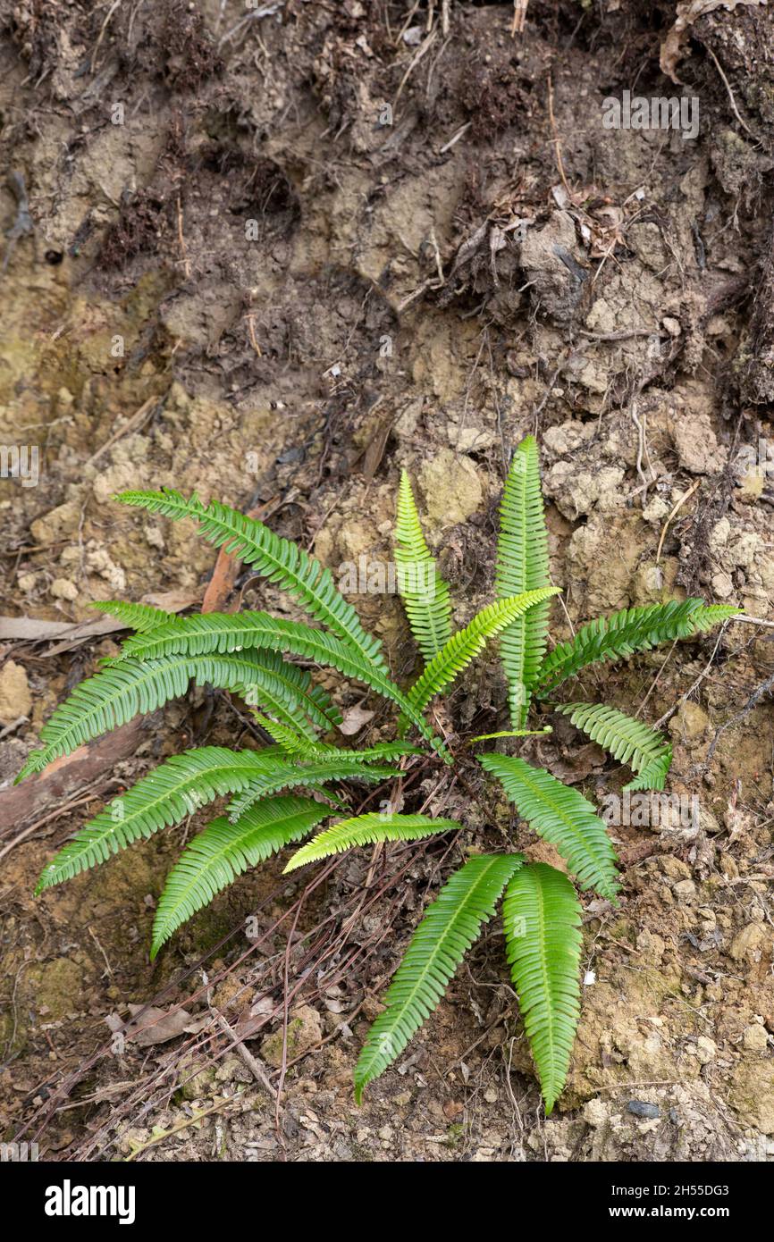 Ein harter Farn, Hirschfarn, Struthiopteris spicant, Blechnum spicant,  Pflanze auf dem Boden im Wald, Polypodiales Stockfotografie - Alamy