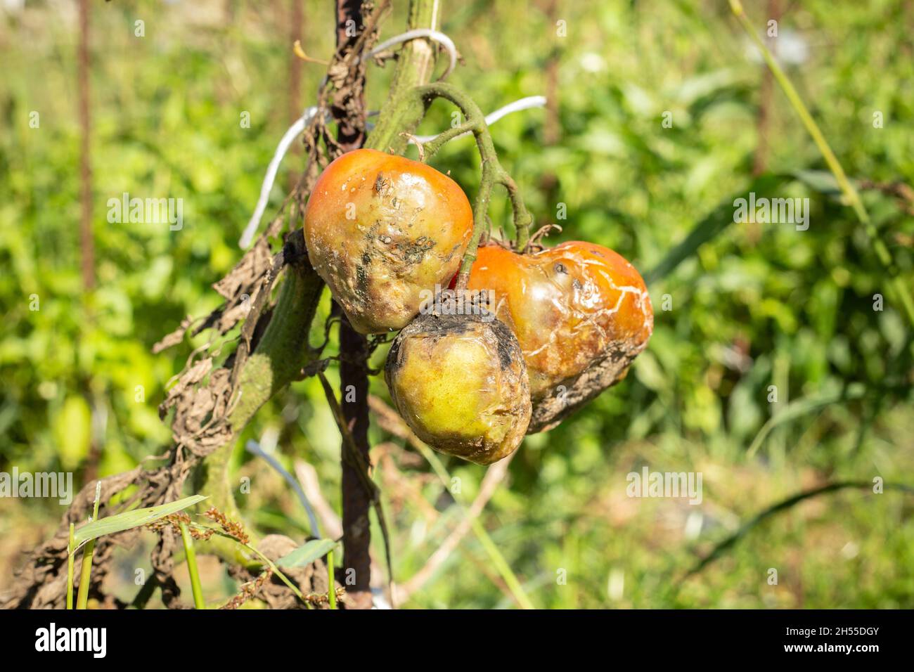 Ein Gemüse, Tomatenpflanzen Probleme und Krankheiten, Ursache von zu viel Regen, Sonne Verbrühen, verschwommener Hintergrund. Outdoor-Anbau, horizontales Bild. Kopie Stockfoto