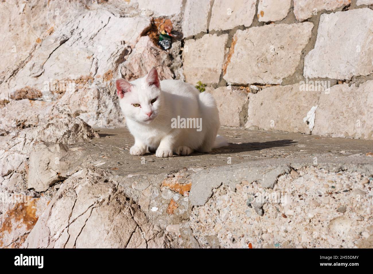 Weiße Katze auf Felsen vor den Stadtmauern der Altstadt von Dubrovnik (Dalmatien, Kroatien) Stockfoto