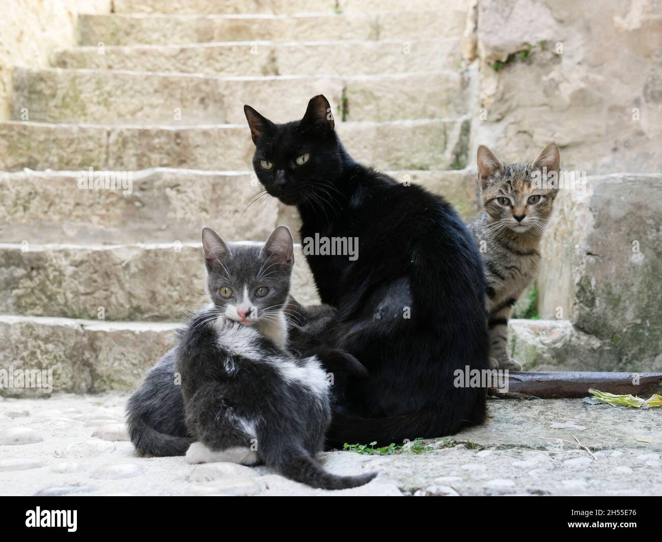 Katzenfamilie auf Treppen in der Altstadt von Dubrovnik (Dalmatien, Kroatien) Stockfoto