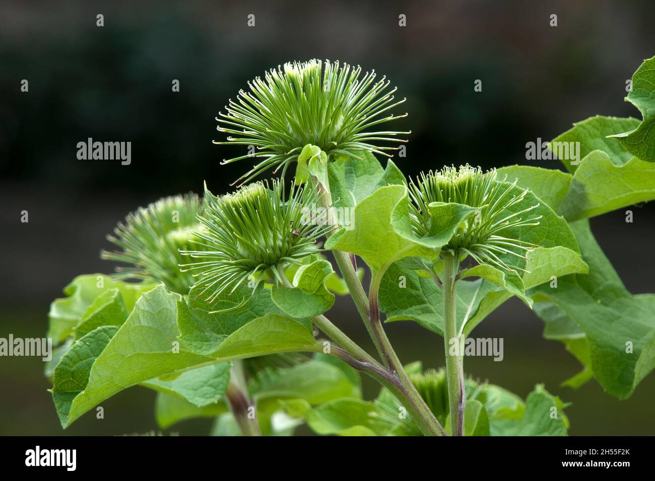 Sydney Australien, stachelige Knospen einer arctium lappa oder einer Klettenpflanze Stockfoto