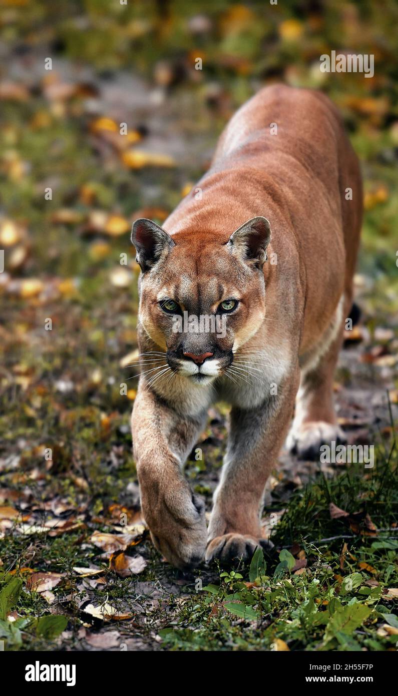 Portrait des schönen Puma im Herbstwald. American Cougar - Berglöwe, auffällige Pose, Szene im Wald. Wildlife America. Stockfoto