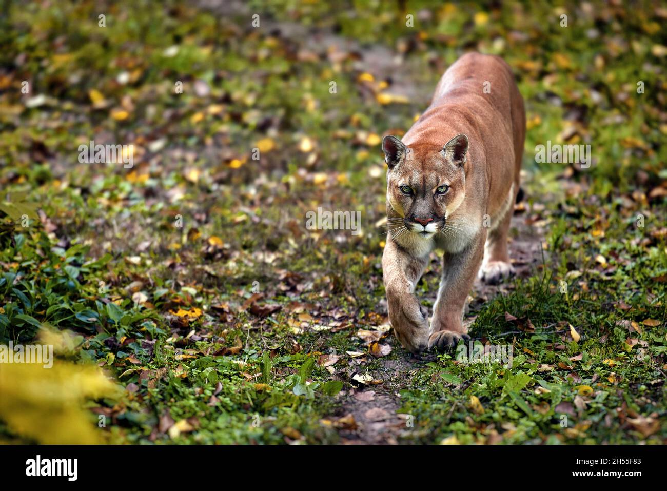 Portrait des schönen Puma im Herbstwald. American Cougar - Berglöwe, auffällige Pose, Szene im Wald. Wildlife America. Stockfoto