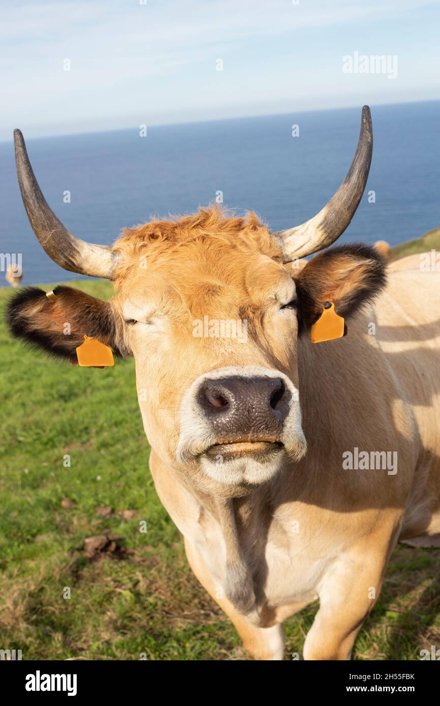 Eine braune Kuh mit witzigem und sympathischem Gesicht. bos taurus. Selektiver Fokus. Sie liegt auf einer Wiese mit dem Meer im Hintergrund. Stockfoto