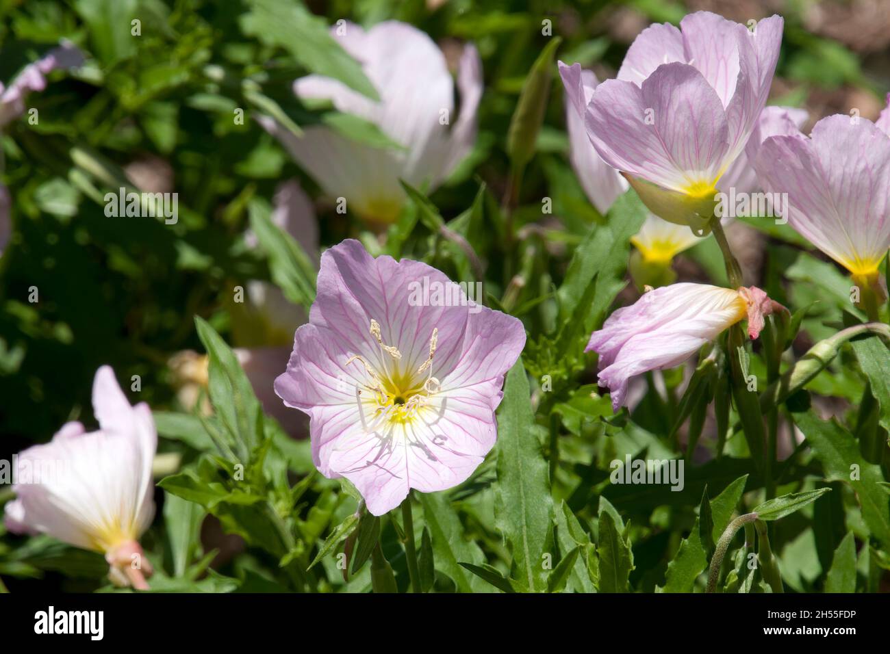 Sydney Australien, rosa Blüten einer oenothera speciosa oder Nachtkerzenpflanze in der Sonne Stockfoto
