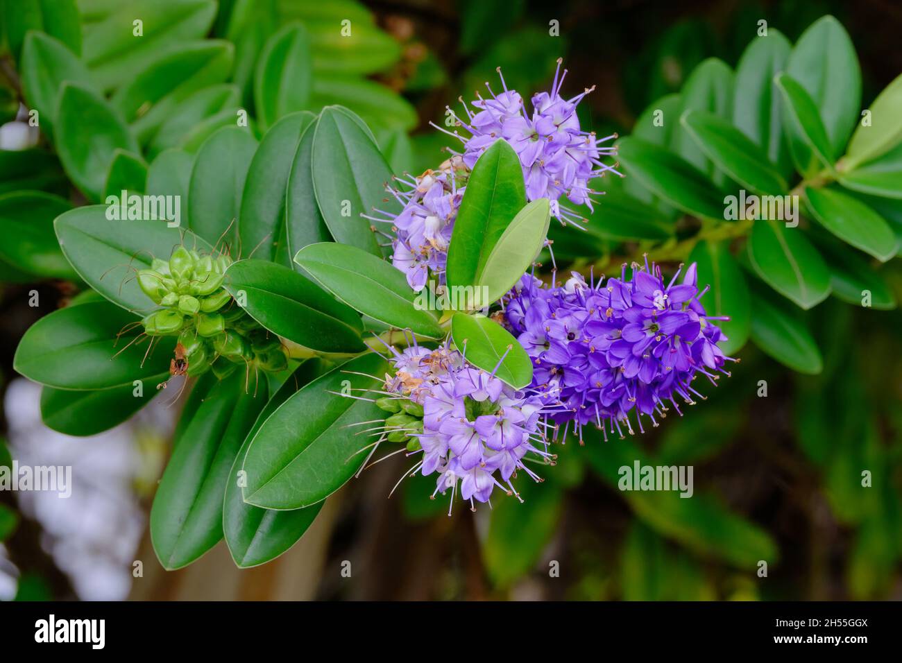 Hebe, Blaues Juwel Stockfoto