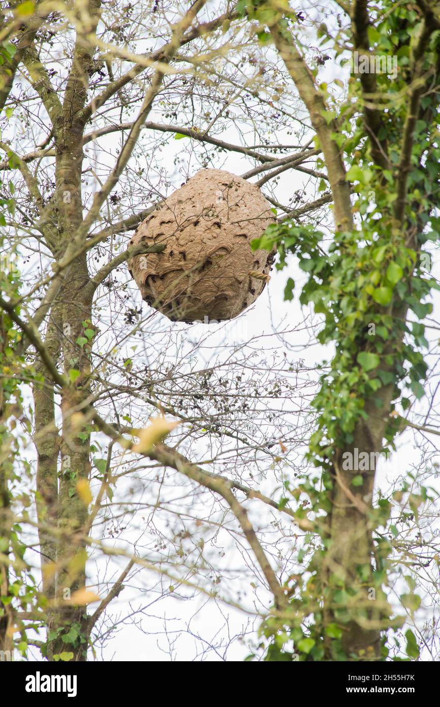 Eine vespa velutina brütet in einem Baum, einer invasiven Art, die Honigbienen schadet und die Bestäubung von Obstbäumen gefährdet. Killerwespe Stockfoto