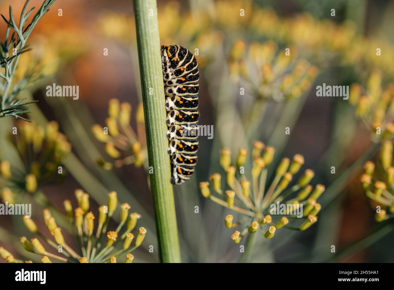 Raupe des Popilio-Schmetterlings des Dillstiels, Gartenschädlinge Stockfoto