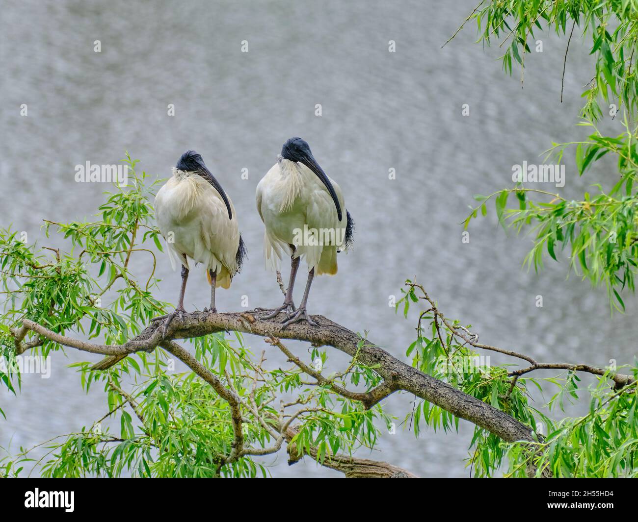 Ibises Synchron Stockfoto