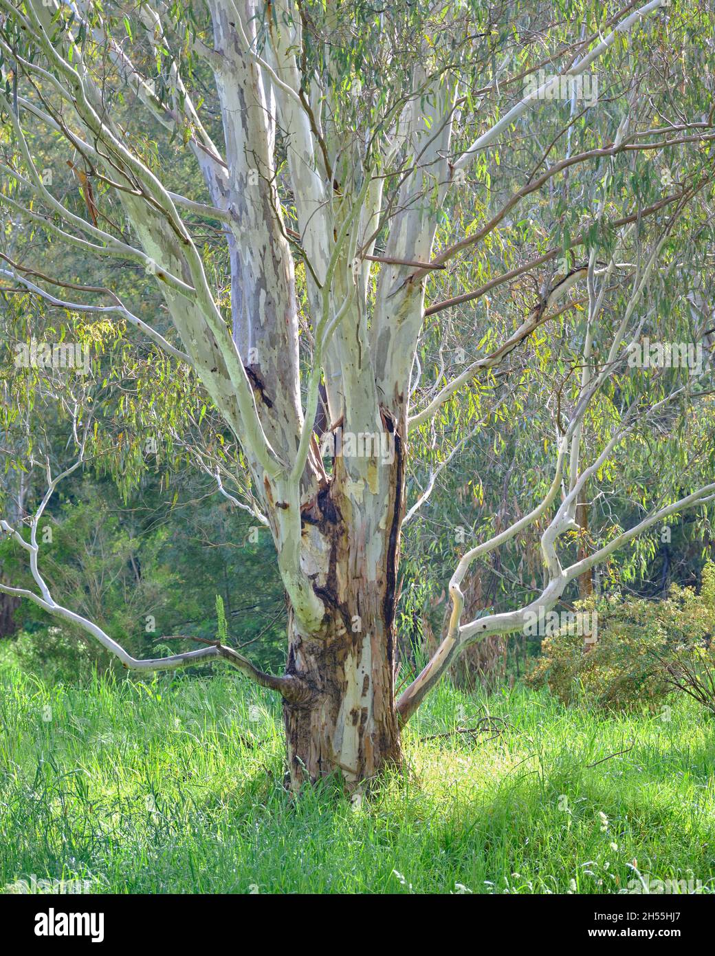 Sonnenbeschienenen Gum Tree Stockfoto