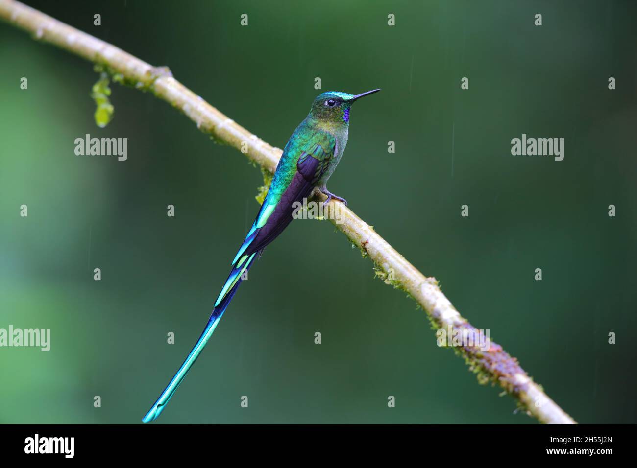 Ein ausgewachsener männlicher Langschwanzhugel (Aglaiocercus kingii), der auf einem Zweig in Ecuador, Südamerika, thront Stockfoto