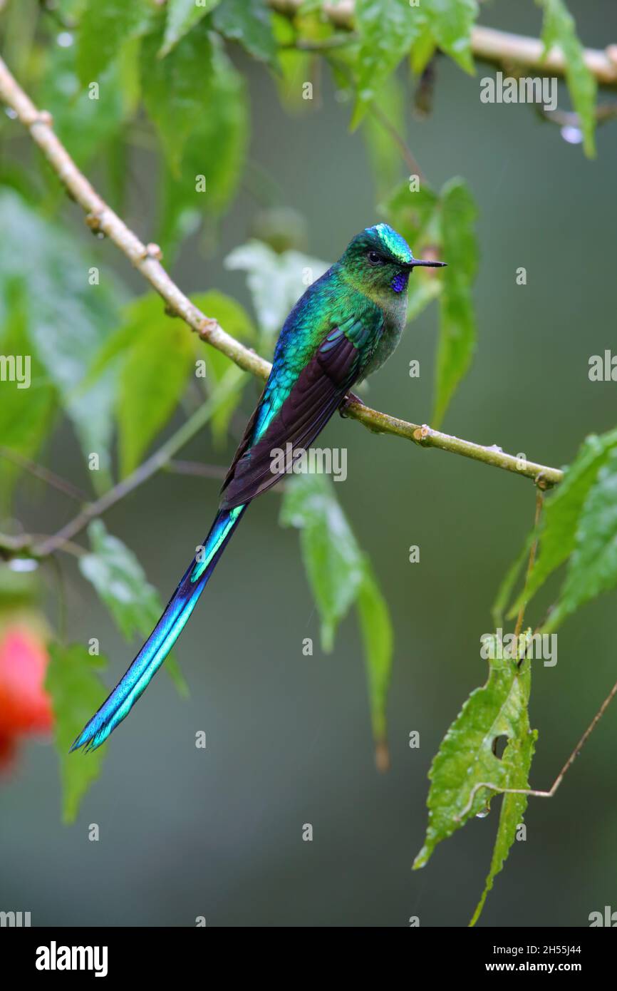 Ein ausgewachsener männlicher Langschwanzhugel (Aglaiocercus kingii), der auf einem Zweig in Ecuador, Südamerika, thront Stockfoto