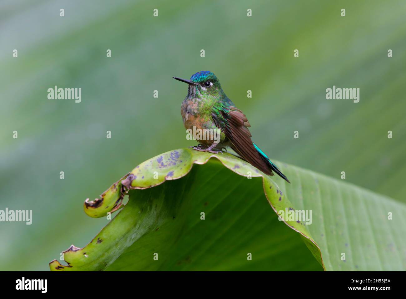 Ein weiblicher Langschwanzhugel (Aglaiocercus kingii), der auf einem Blatt in Ecuador, Südamerika, thront Stockfoto