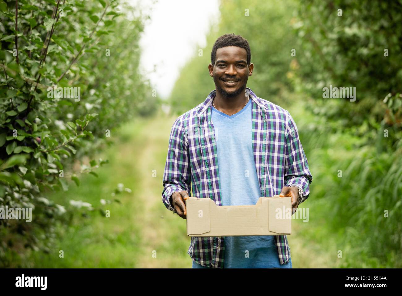 Porträt eines zufriedenen lächelnden afrikanischen Mannes, junger Bauer, der eine Holzkiste mit Obsternte hält. Junger Mann im karierten Hemd in Obstgarten unter pl Stockfoto