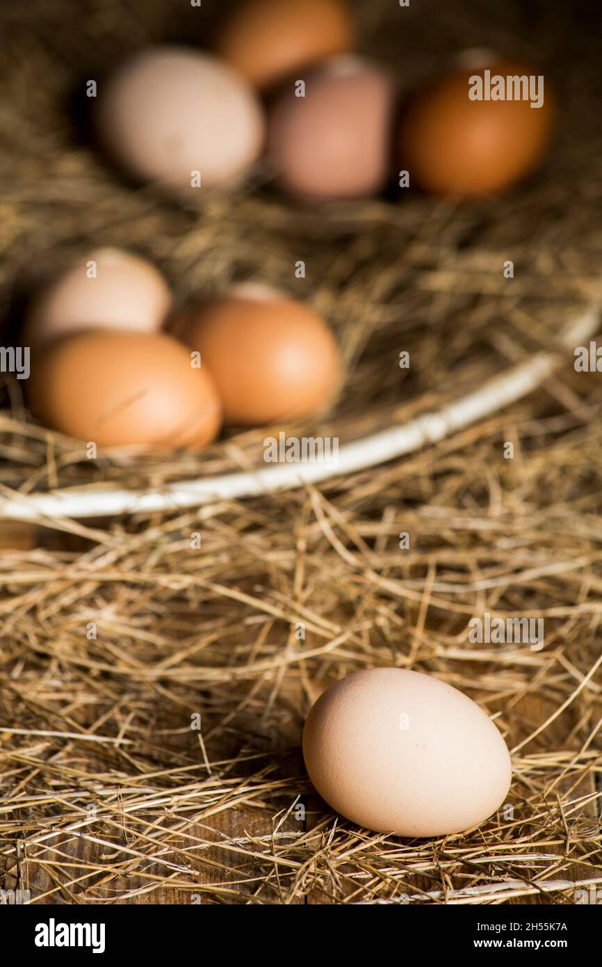 Eier von Freilandhühnern. Verschiedene Farben. Stockfoto