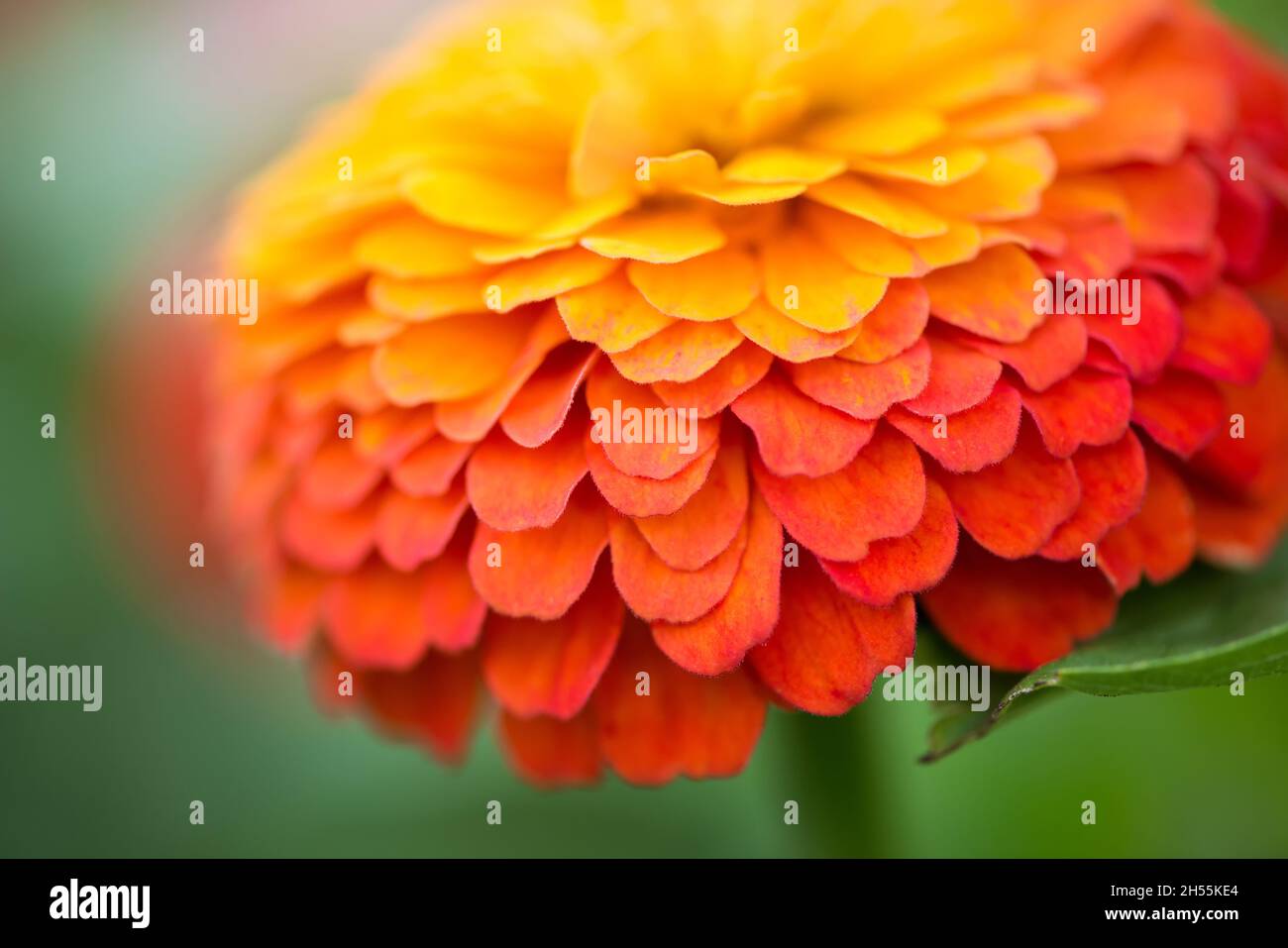 Extreme Nahaufnahme von Zinnia Blumendetails - Platz kopieren Stockfoto