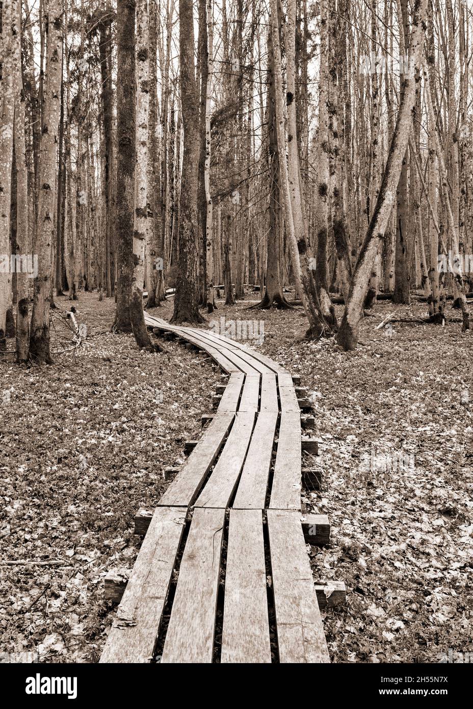 Holzweg durch Buchen in einem Wald. Stockfoto