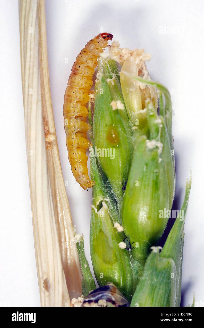 Die Raupe der Cnephasia pasiuana pumicana, die Wiese schatten auf dem beschädigten Ähren des Weizens. Es handelt sich um eine Art von Tortrix-Motten (Familie Tortricidae). Stockfoto