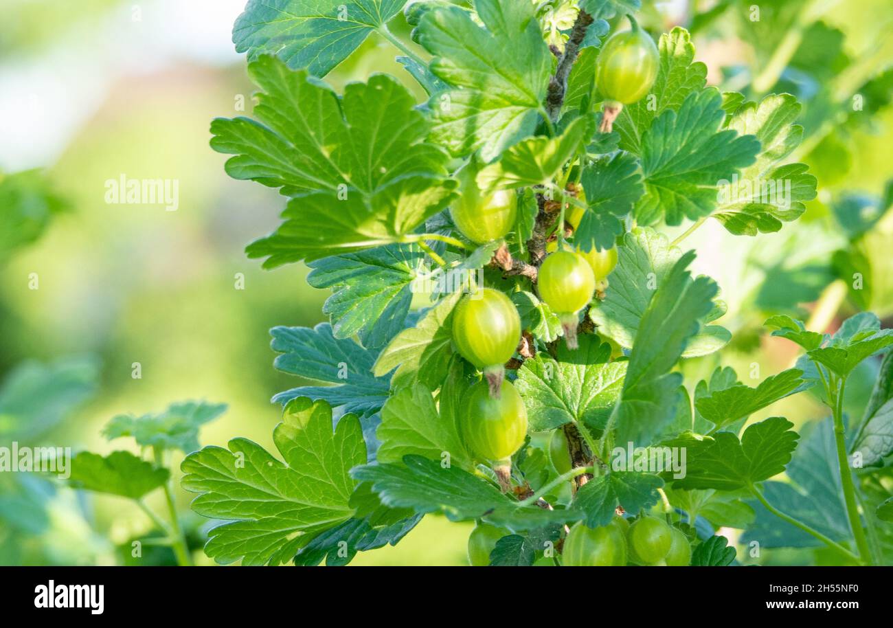 Reife Stachelbeeren auf einem Ast wächst Stockfoto