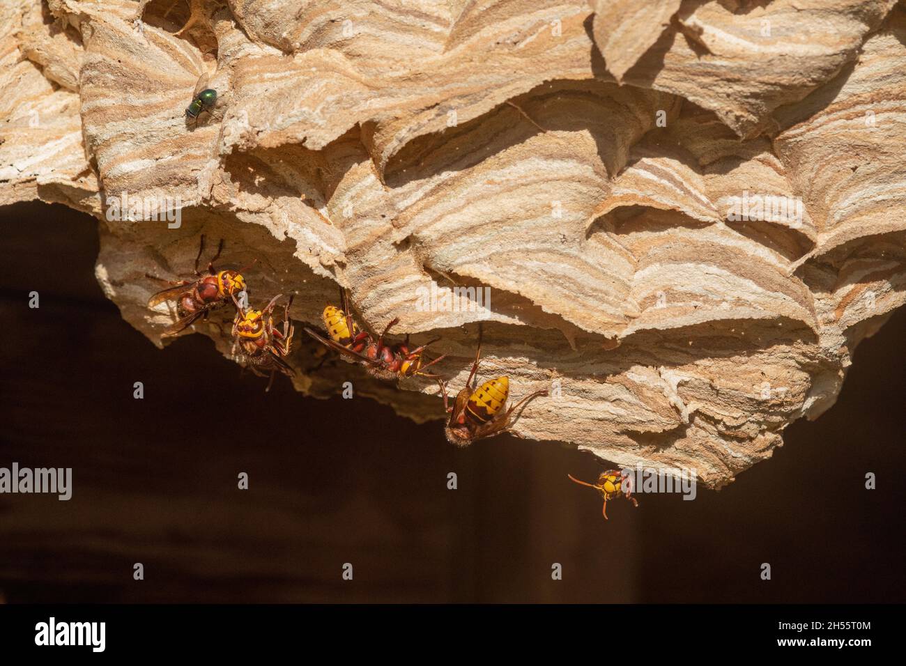 Europäische Hornets (Vespa crabro) Arbeiter auf der Oberfläche ihres Nestes, im Gartenschuppen. Horizontale Schichten von farbigen Fasern aus verschiedenen Quellen UK Stockfoto