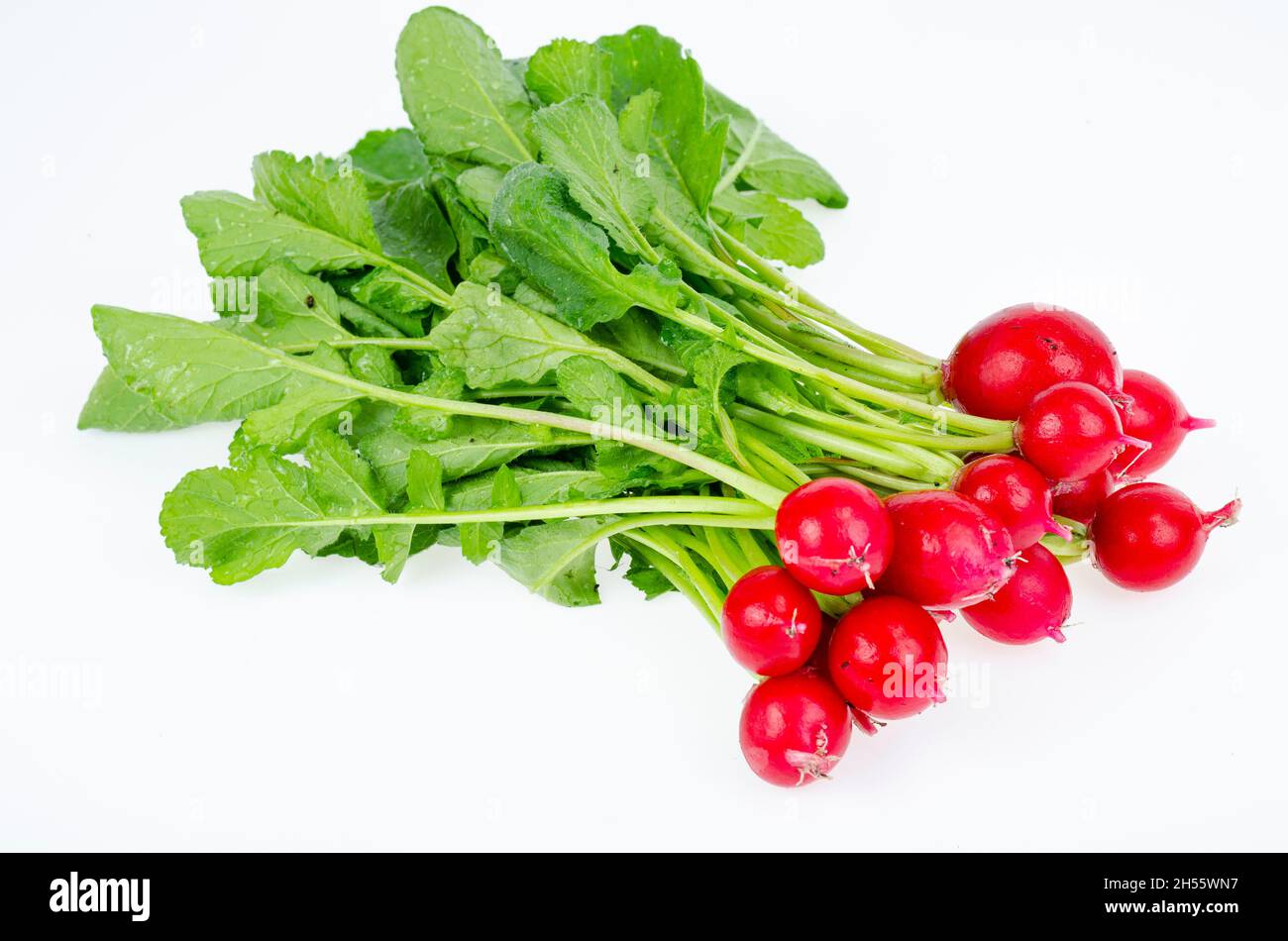 Bund junger roter frischer Rettich mit grünen Blättern isoliert auf weißem Hintergrund, Diät vegetarisches Menü. Studio Photo. Stockfoto