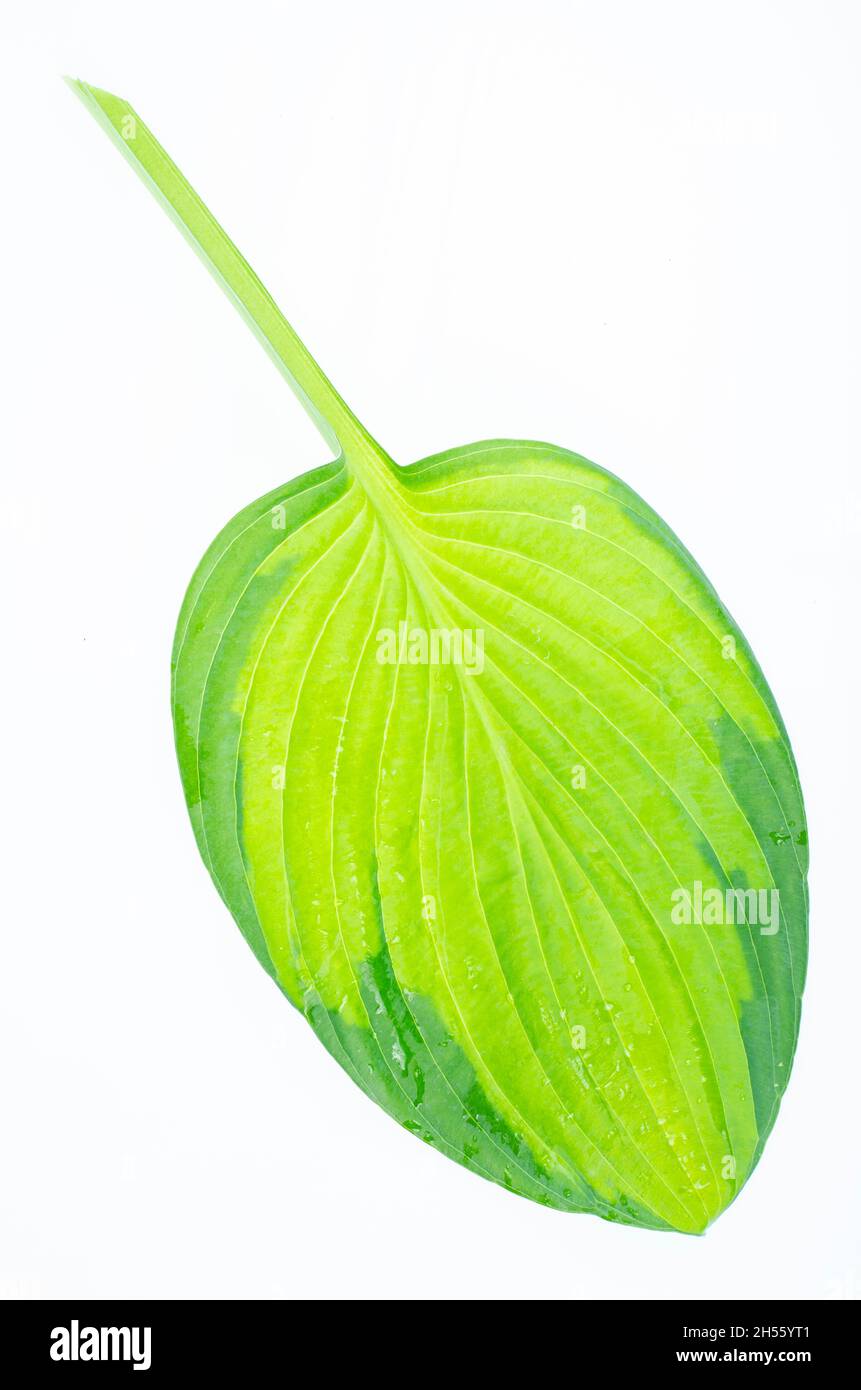 Verschiedene Arten von Hostablättern isoliert auf weißem Hintergrund. Studio Photo Stockfoto