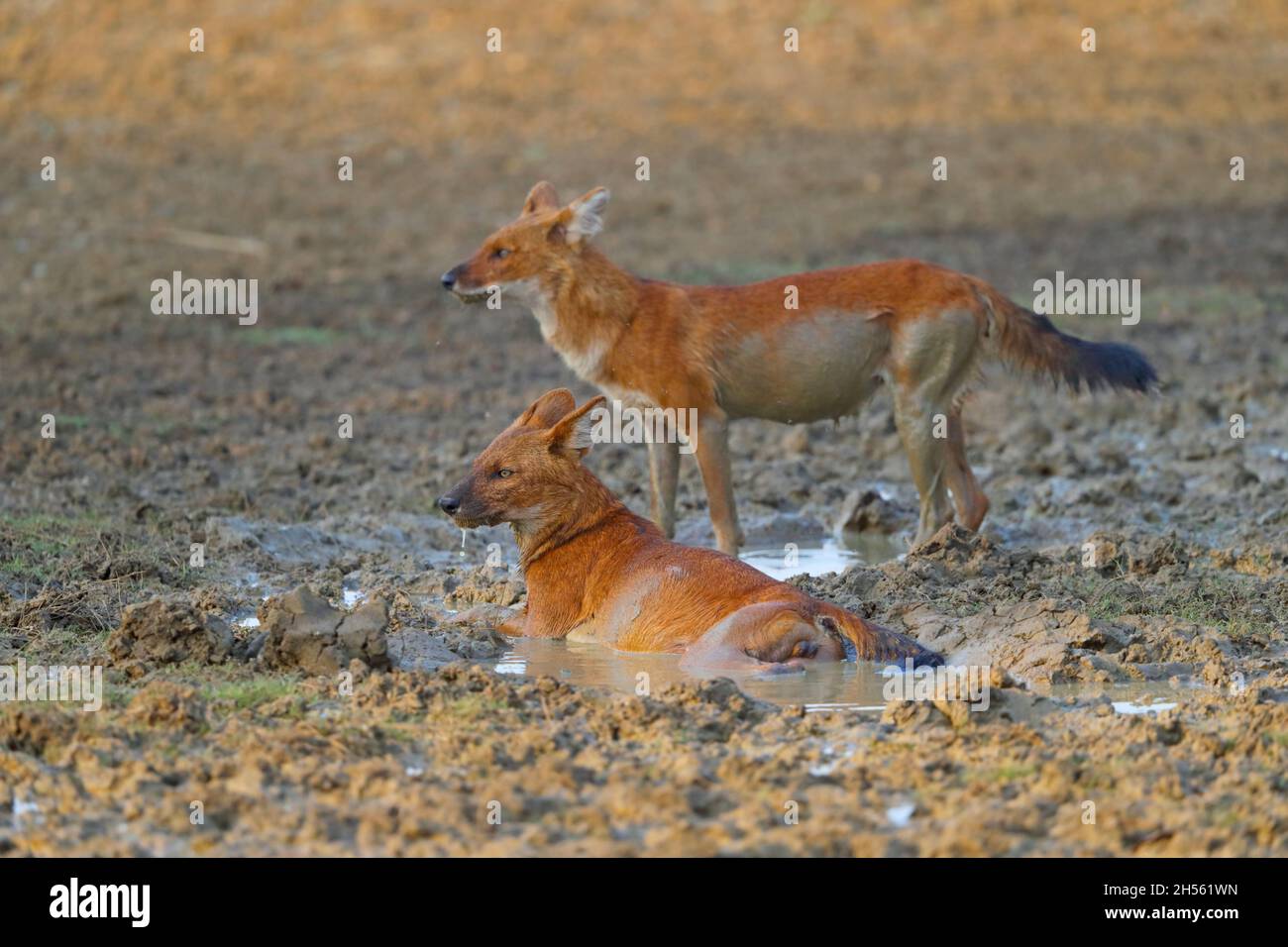 Ein Paar ausgewachsene Dholes oder indische Wildhunde (Cuon alpinus) im Tadoba Andhari Tiger Reserve, Maharashtra, Indien Stockfoto