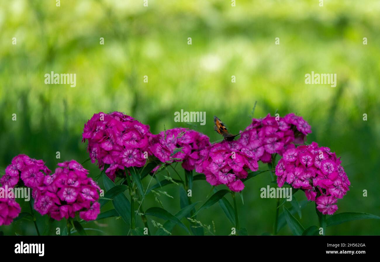 Blaue Schmetterlinge fliegen in Kosmos Blumen Stockfoto