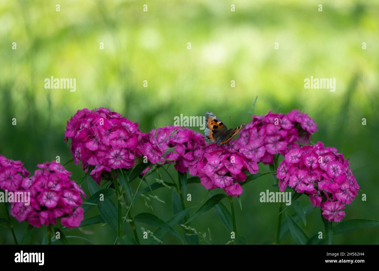 Blaue Schmetterlinge fliegen in Kosmos Blumen Stockfoto