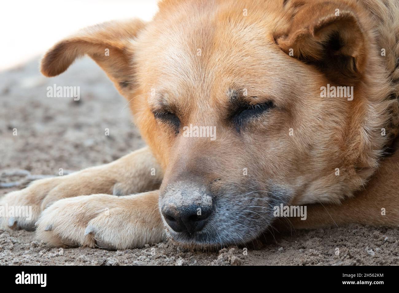 Hund mit traurigem Gesicht. Traurige australische Schäferhund . Traurige Hundeaugen. Stockfoto