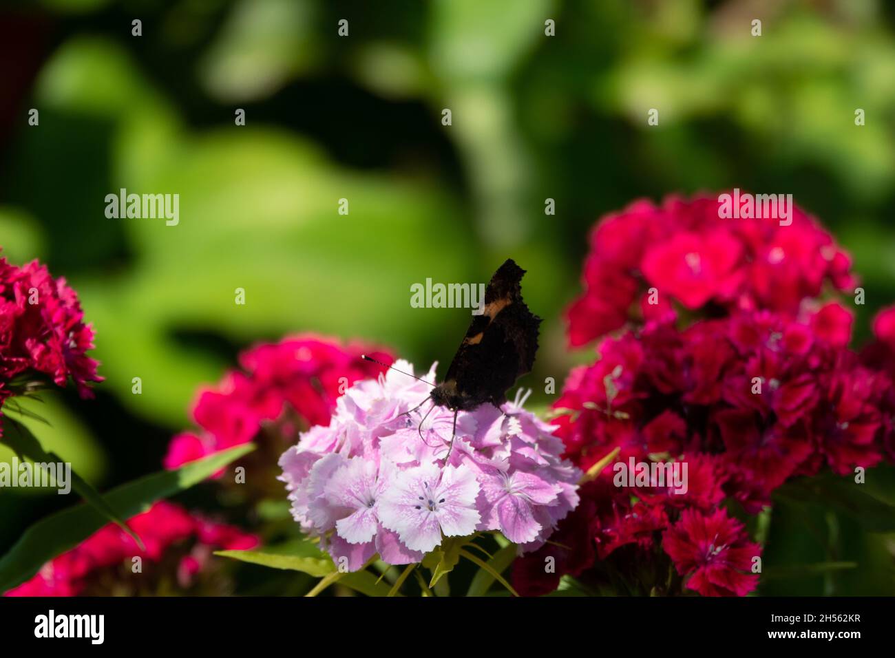 Blaue Schmetterlinge fliegen in Kosmos Blumen Stockfoto