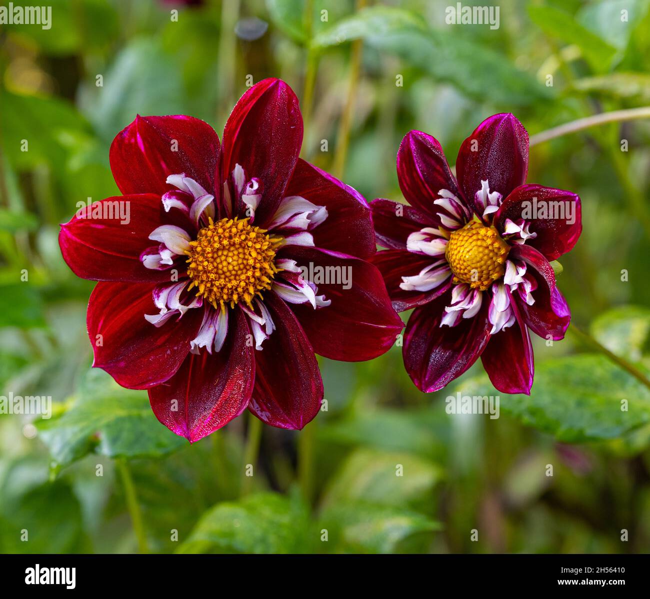 Stefanie hertel Fotos und Bildmaterial in hoher Auflösung Alamy