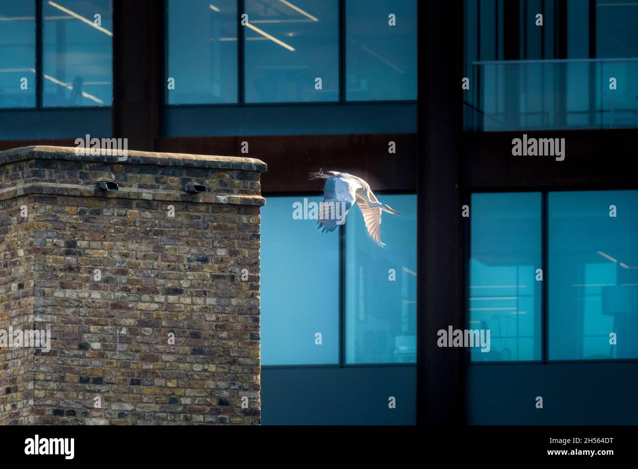 November 2021, Coal Drops, Kings Cross Reentwicklung - ein Graureiher verlässt seinen Barsch auf dem alten Kohlebüro auf einem Flug über den Pancras Square. Stockfoto