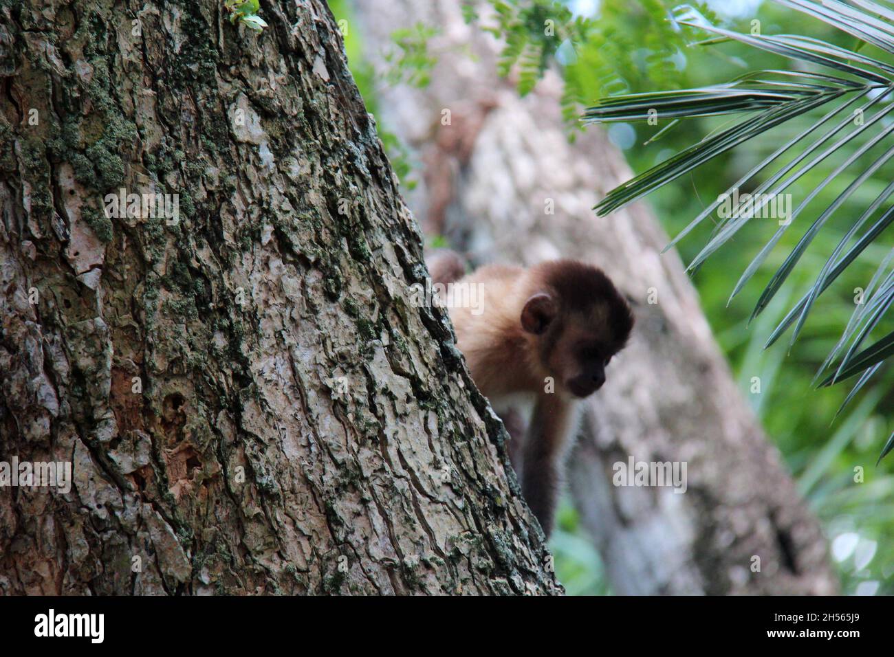 Baby Affe, unter den Baumstämmen, sehr neugierig, Bonito - Mato Grosso do Sul - Brasilien. Stockfoto
