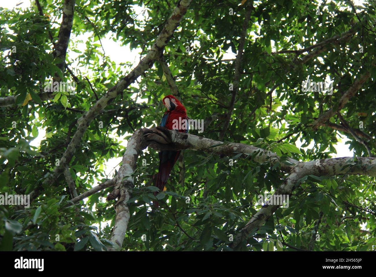 Roter Papagei auf einem Baumstamm, mit verschwommenem Hintergrund in Bonito - Mato Grosso do Sul - Brasilien. Stockfoto