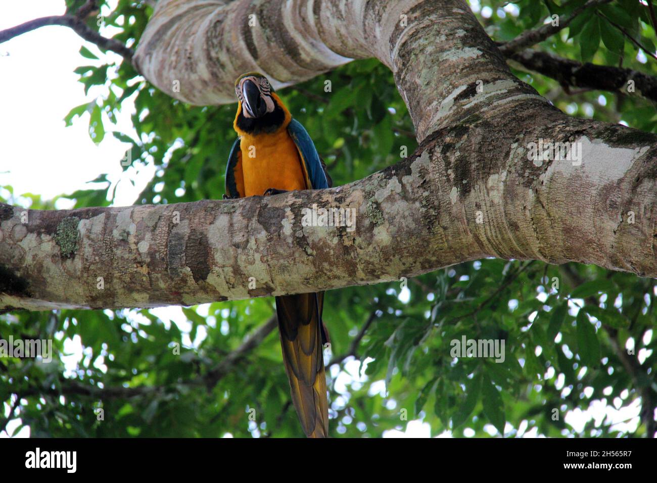 Gelber und blauer Papagei auf einem Baumstamm, mit verschwommenem Hintergrund, Blick von unten in Bonito - Mato Grosso do Sul - Brasilien. Stockfoto