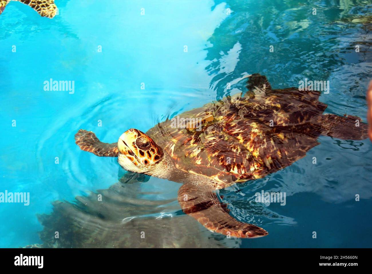 Eine Schildkröte, die in einem Artenschutzprojekt aus der Nähe schwimmt. Praia do Forte - Bahia - Brasilien. Stockfoto