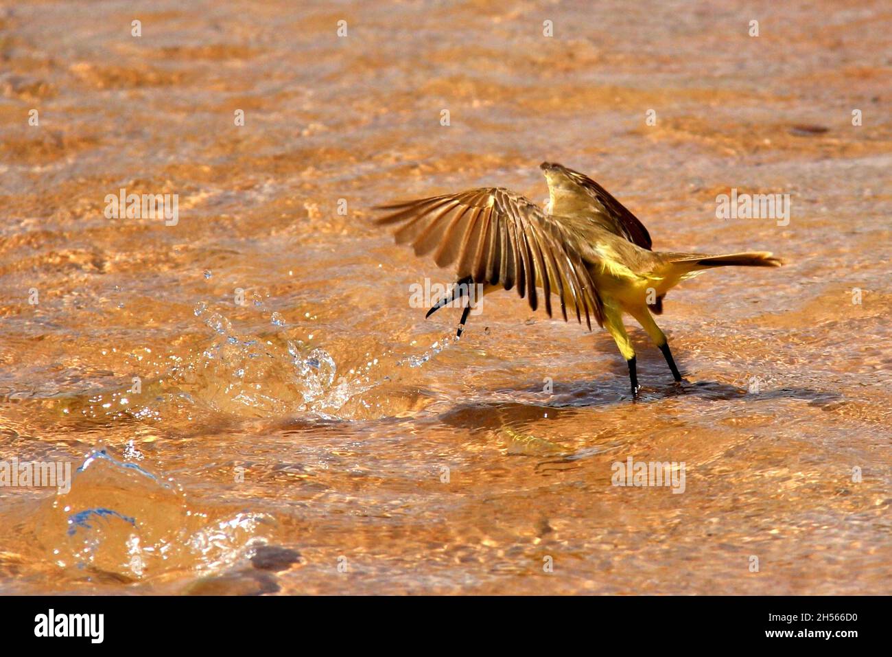 Schöner goldener Vogel am Rande eines Sees, aufgenommen, als der Vogel einen Fisch in Bonito, Mato Grosso do Sul, Brasilien, fängt. Stockfoto