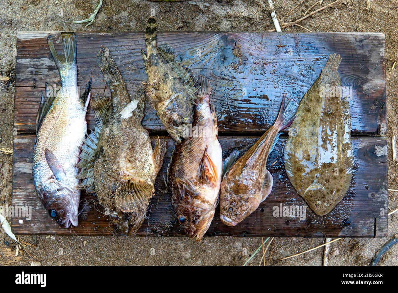 Populärer ber Snack - getrockneter salziger Fisch, der auf dem Markt Aluschta, Krim, Russland verkauft wird. Stockfoto