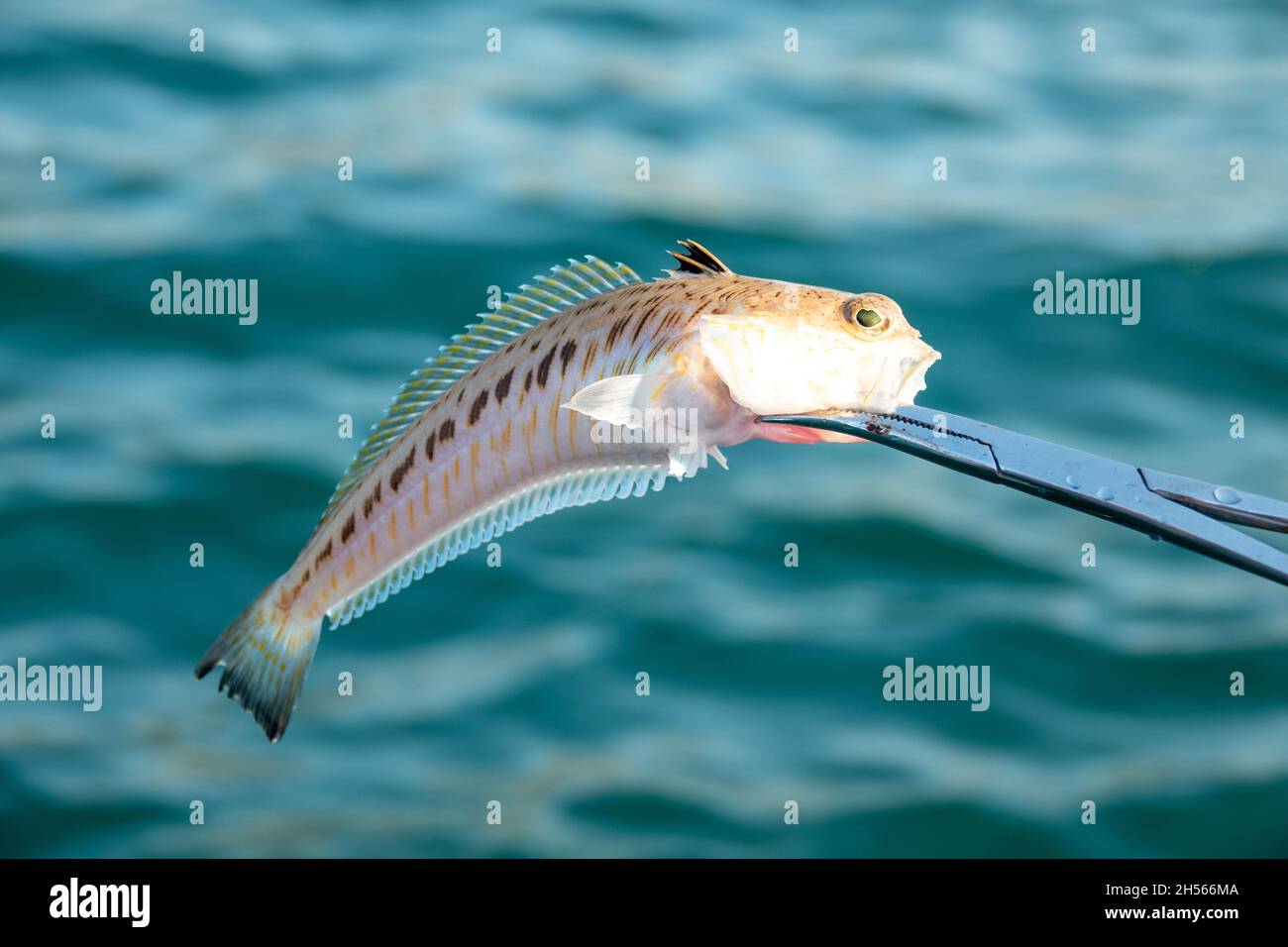 Großweever Trachinus draco auf sandigen Meeresboden Stockfoto