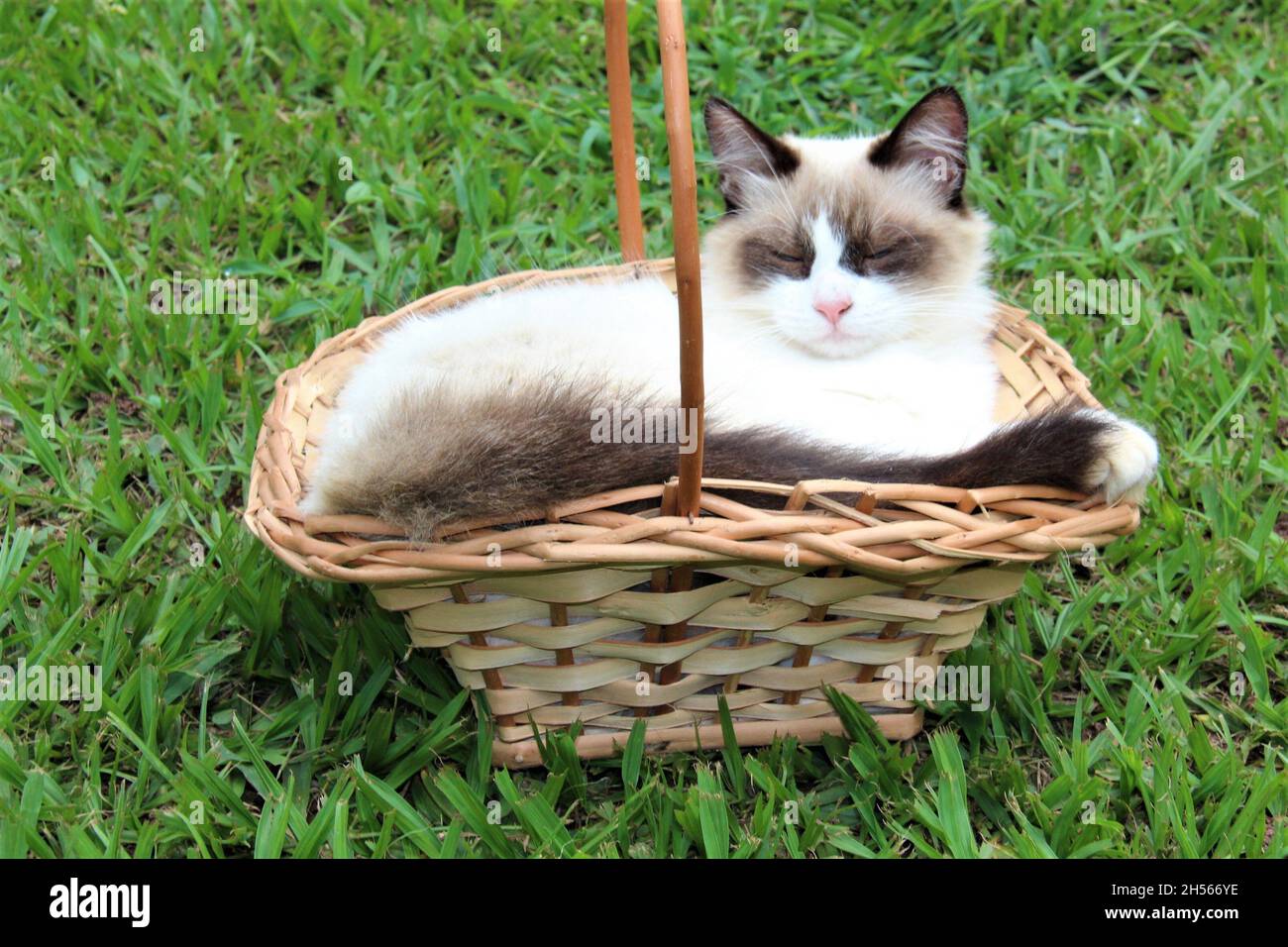Schönes weißes Kätzchen, das in einem Holzkorb in einem Garten schläft. Stockfoto