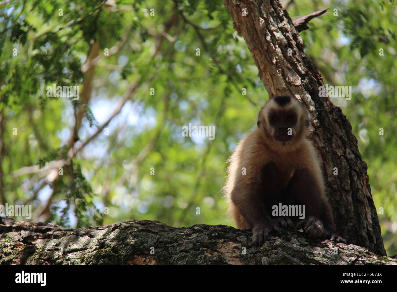 Affe sitzt auf einem Baumstamm, mit verschwommenem Hintergrund. Bonito - Mato Grosso do Sul - Brasilien. Stockfoto