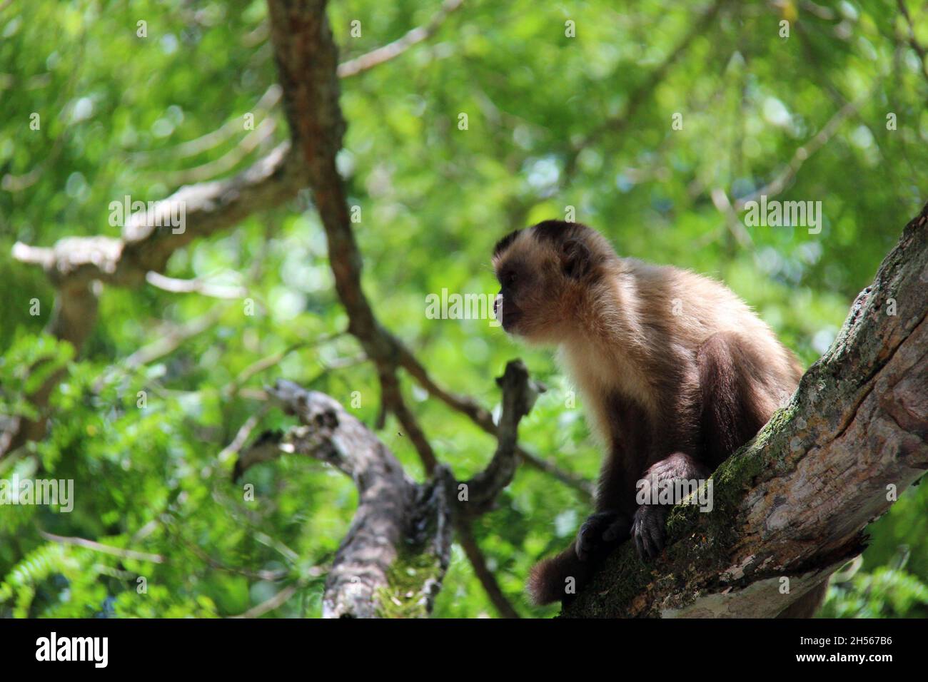 Affe sitzt auf einem Baumstamm, mit verschwommenem Hintergrund. Bonito - Mato Grosso do Sul - Brasilien. Stockfoto
