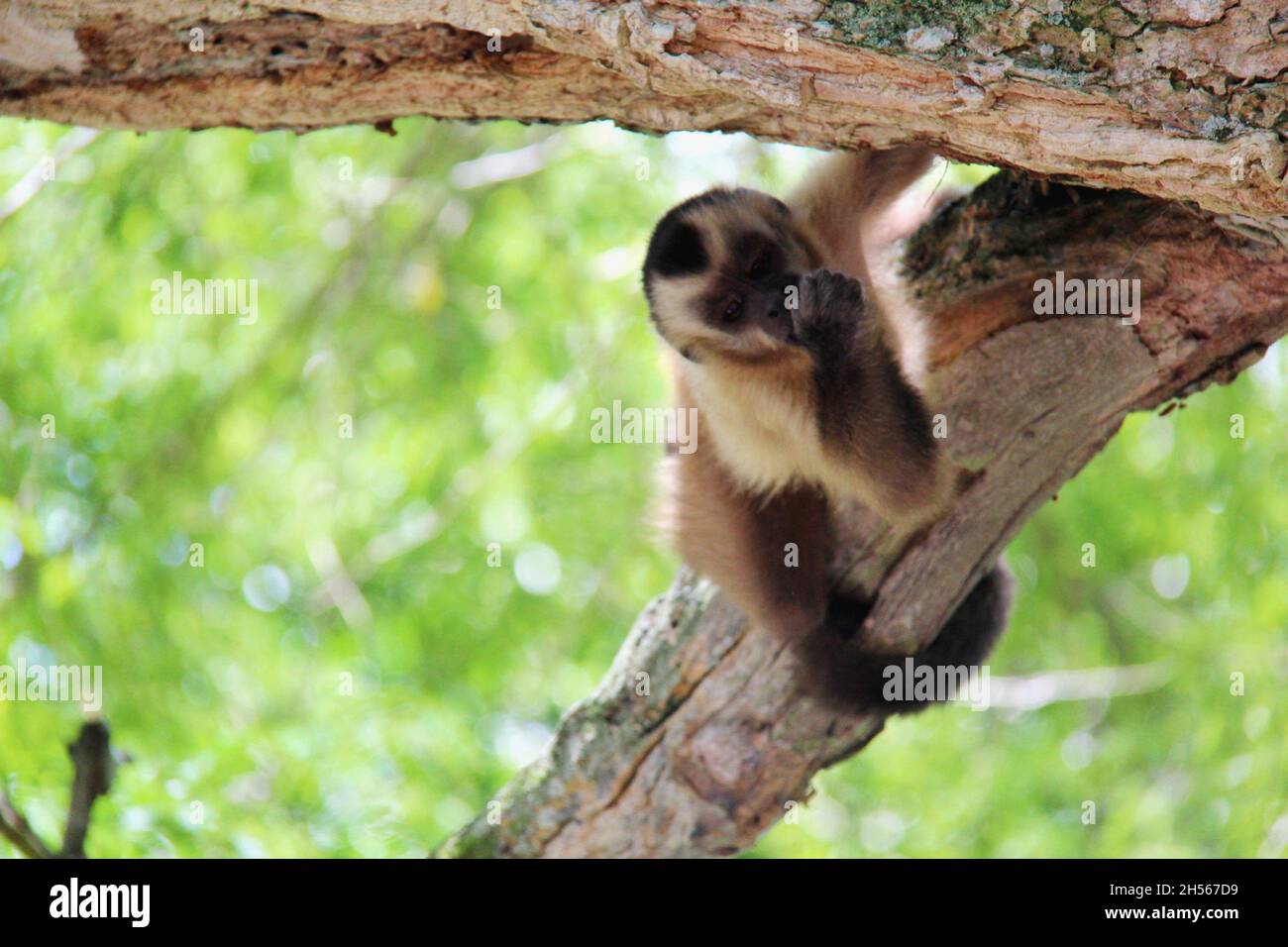 Baby-Affe hängt auf einem Baumstamm, saugt Daumen, Blick auf Fotokamera mit verschwommenem Hintergrund. Bonito - Mato Grosso do Sul - Brasilien. Stockfoto
