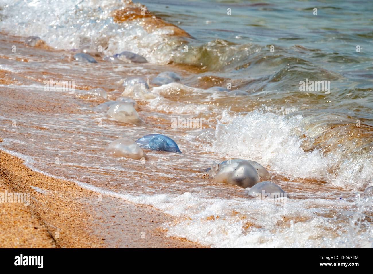 Sommerabend am Strand des Asowschen Meeres Stockfoto