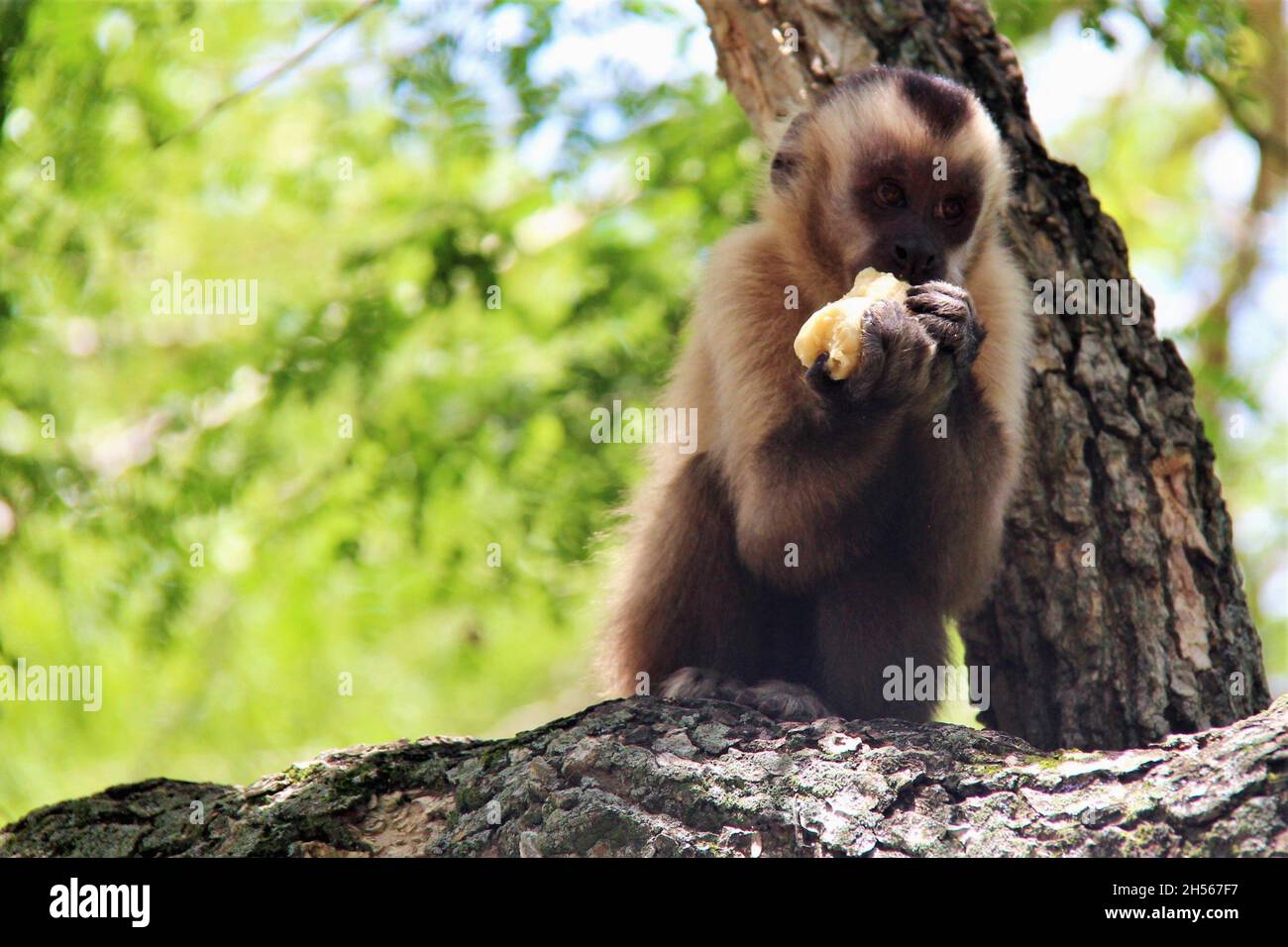 Affe, auf einem Baumstamm, eine Banane mit beiden Händen essen. Bonito - Mato Grosso do Sul - Brasilien. Stockfoto
