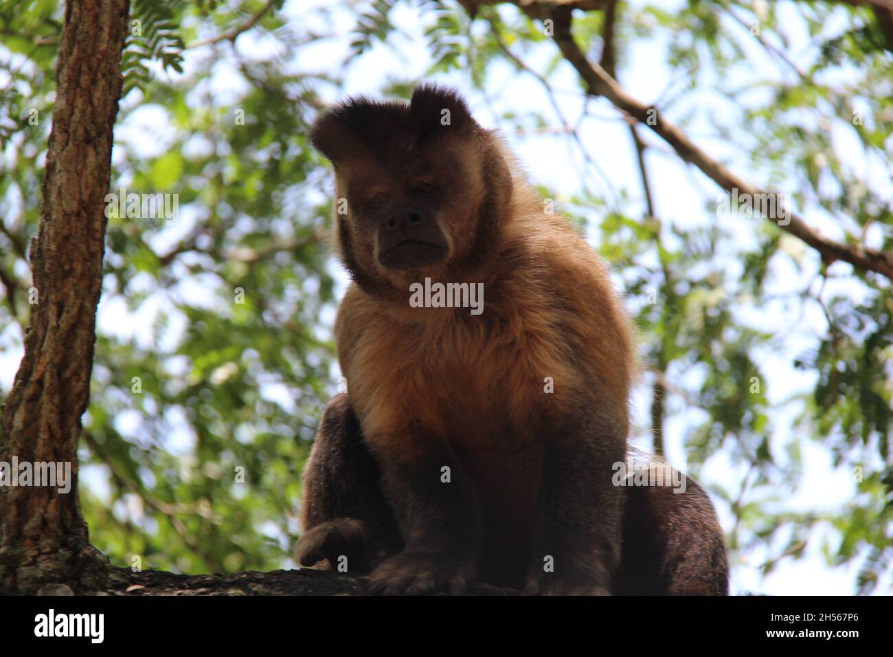 Ein Affe sitzt auf einem Baumstamm und schaut auf die Fotokamera mit unscharfem Hintergrund. Bonito - Mato Grosso do Sul - Brasilien. Stockfoto