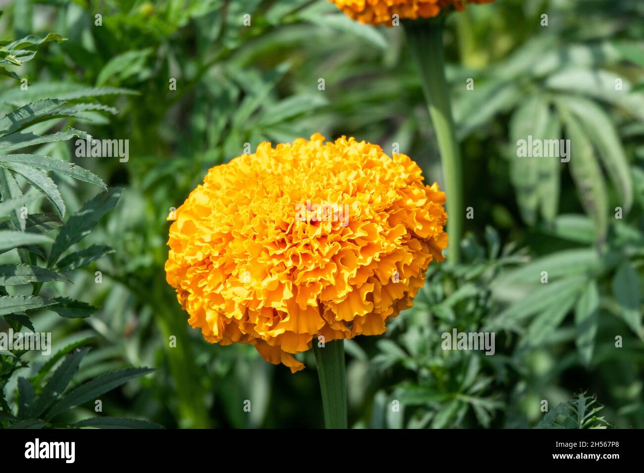 Mexikanische Ringelblume, aztekische Ringelblume, Tagetes Tagetes Erecta, afrikanische Ringelblume Stockfoto