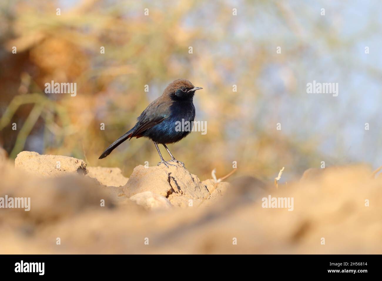 Ein männlicher indischer Robin oder ein indischer Schwarzer Robin (Copsychus fulicatus cambaiensis) der nördlichen Unterart in Rajasthan, Indien Stockfoto