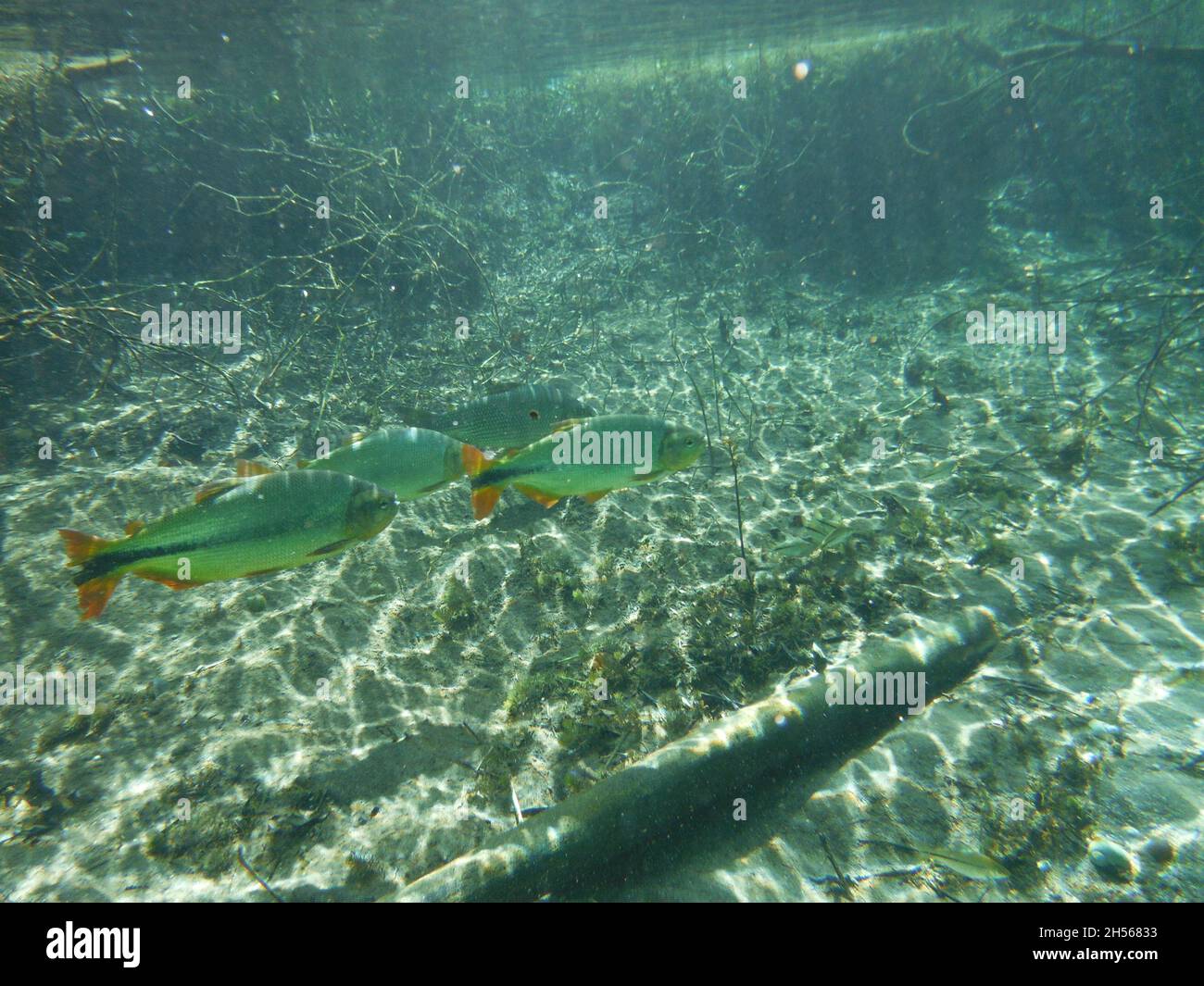 Klares Wasser, Gruppe von Fischen, die im Fluss schwimmen. Blick ins Wasser, die Sonne beleuchtet den Flussboden und die Fische. Bonito, Brasilien. Stockfoto